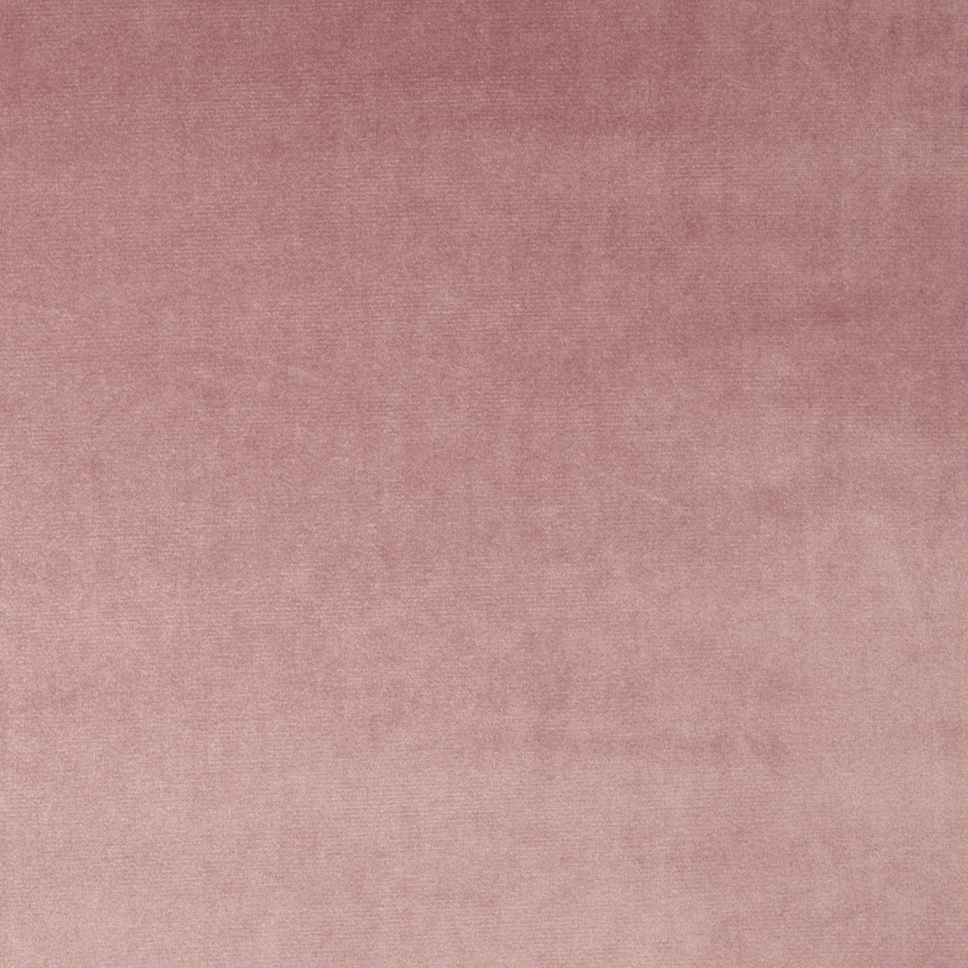 Prestigious Textiles Velour Petal