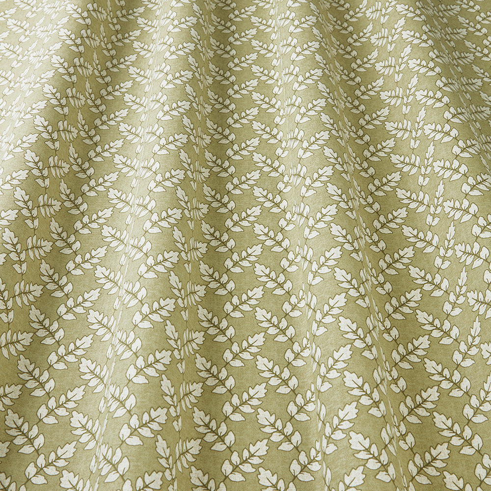 Iliv Maidenhair Fennel