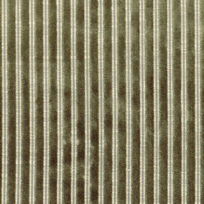 Casamance Zebu Kaki
