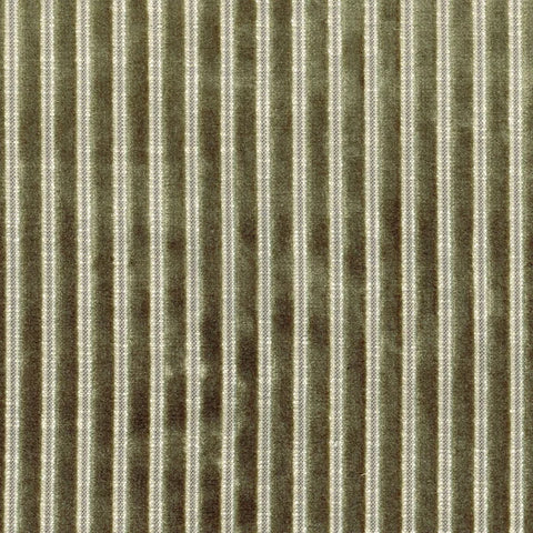 Casamance Zebu Kaki