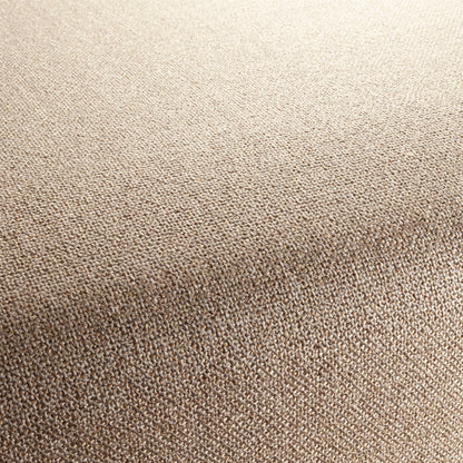 Chivasso Bonsai Reboot Colour 6