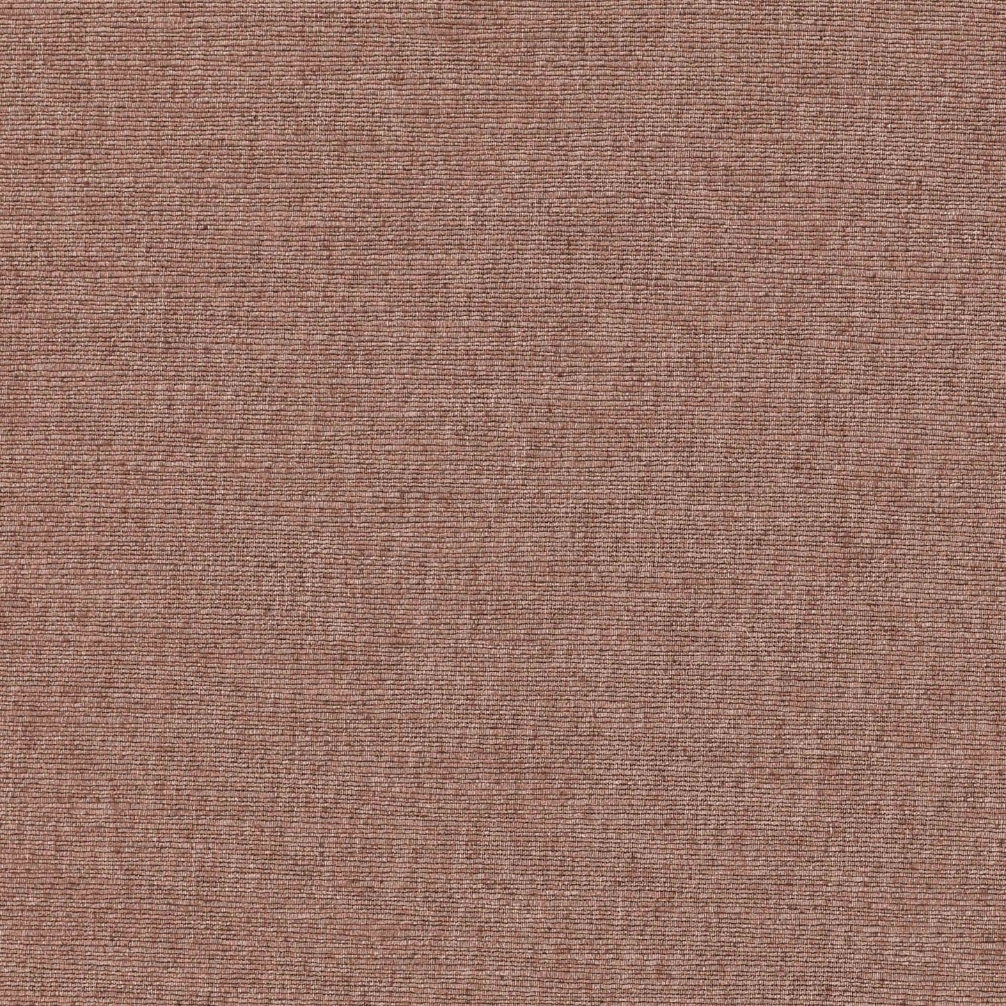 Warwick Cambridge Peony