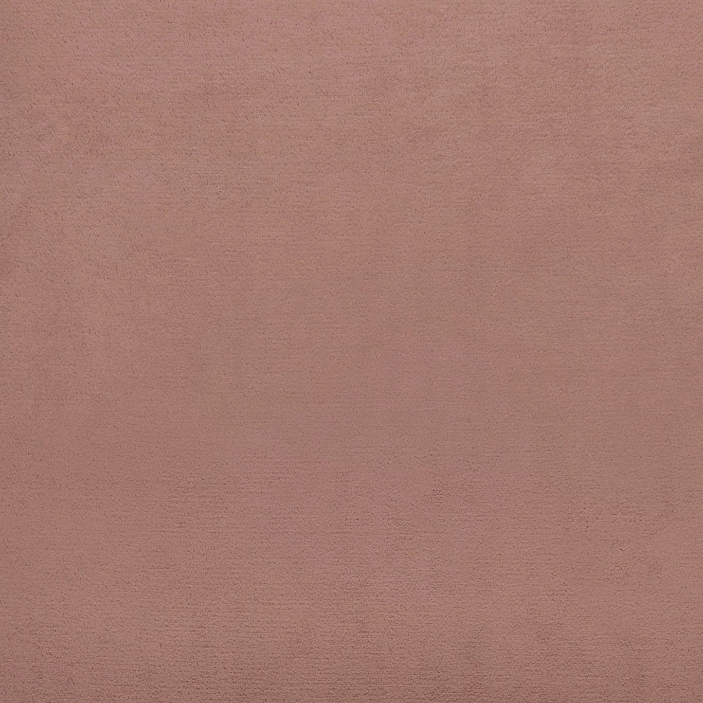 Warwick Cecconi Rose