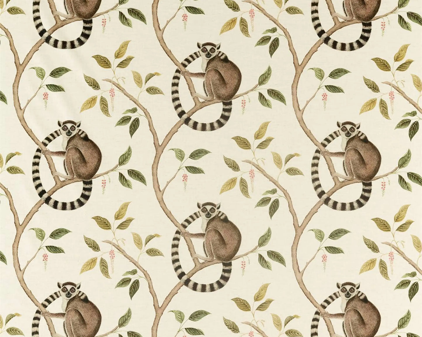 Sanderson Ringtailed Lemur Olive