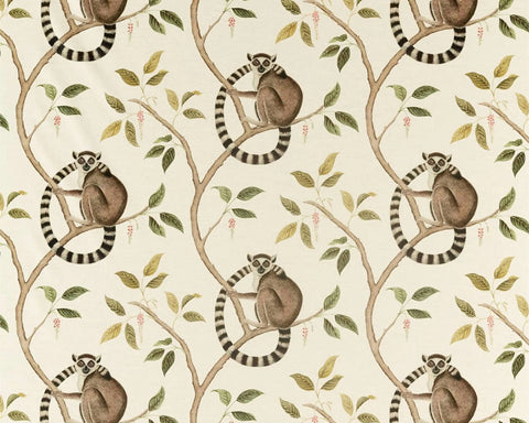 Sanderson Ringtailed Lemur Olive