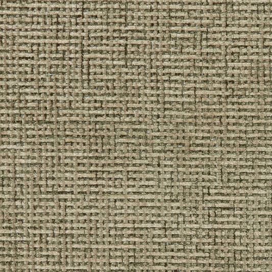 Warwick Gabba Lichen