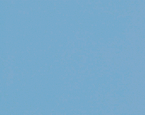 Harlequin Allegra Hydrangea