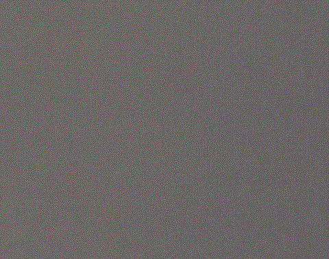 Harlequin Allegra Pigeon