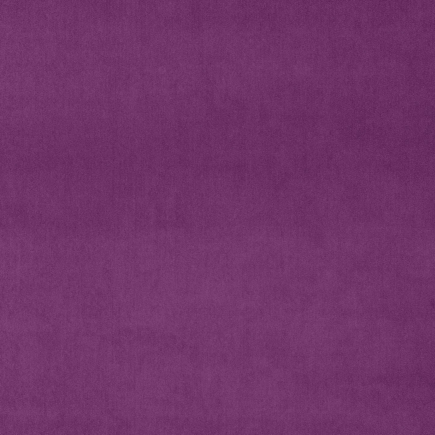 Linwood Omega Orchid