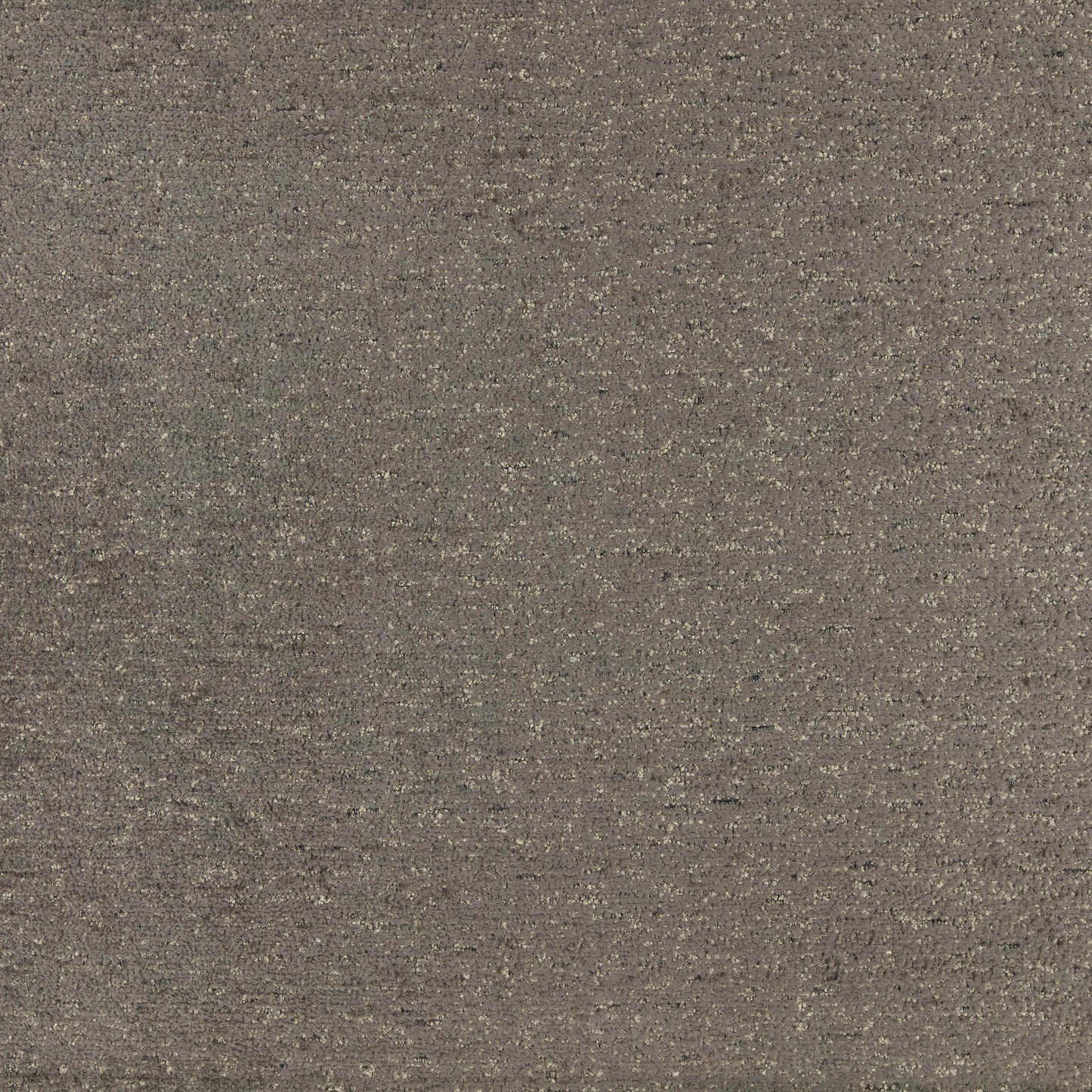 Warwick Montana Seal