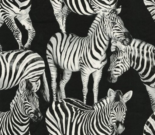 Today Interiors  – Dolce and Gabbana – Zebra Romance – Ivory/Black - Whole Roll