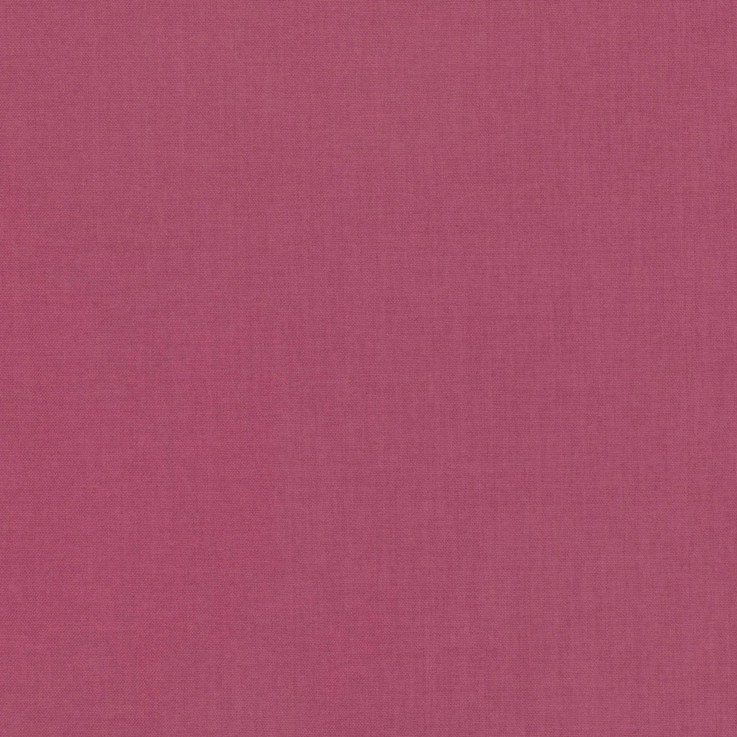 Villa Nova Lucerne Echinacea