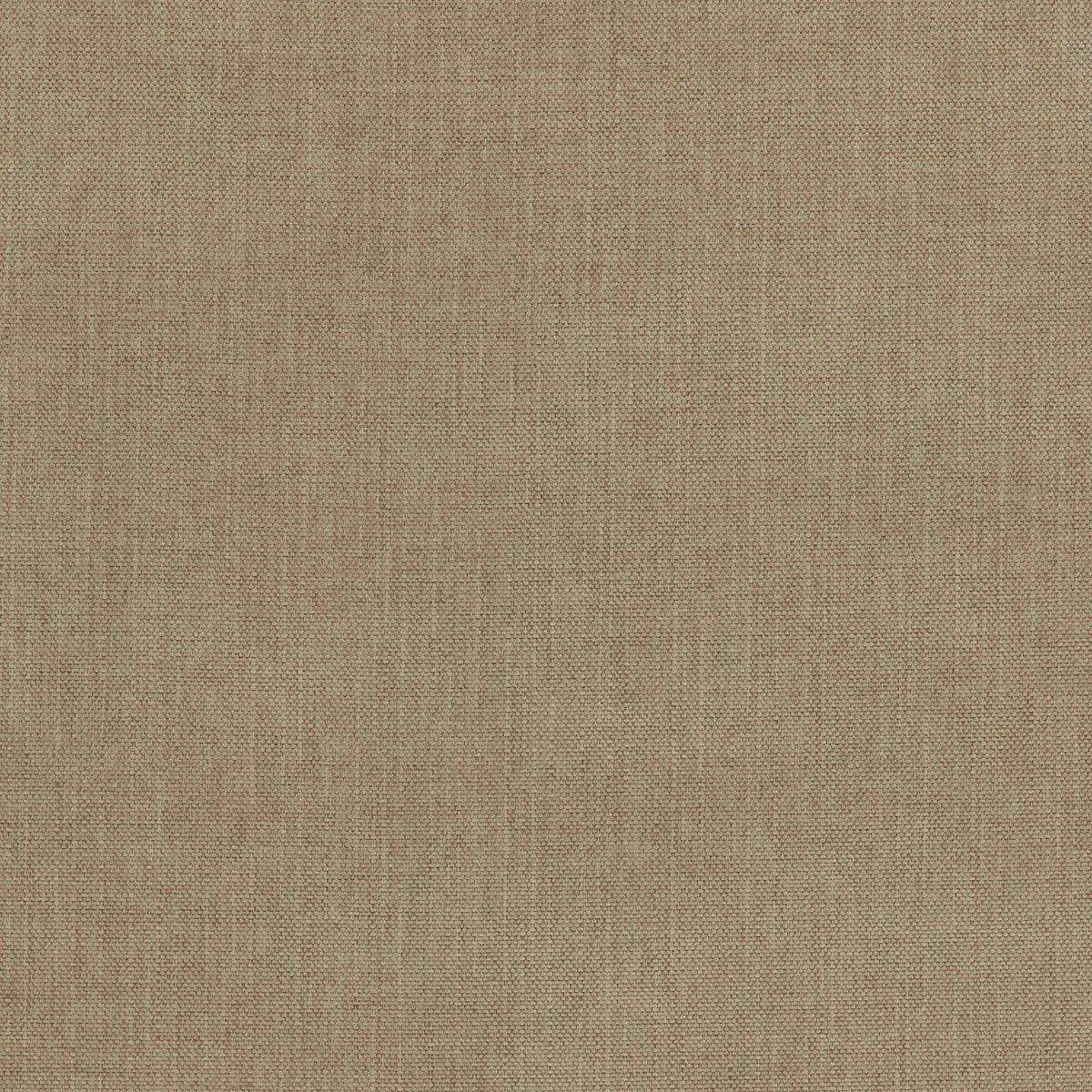 Warwick Viva Papyrus