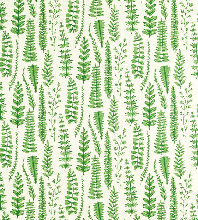 Scion Ferns Juniper