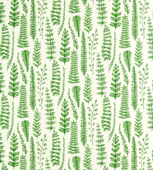 Scion Ferns Juniper