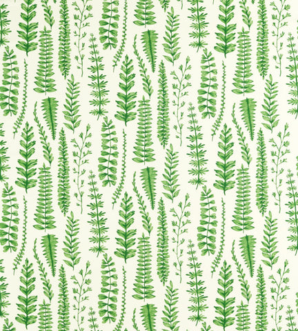 Scion Ferns Juniper